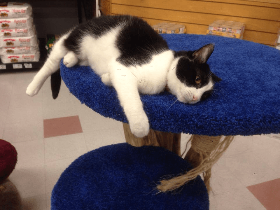Beige carpeted cat tree