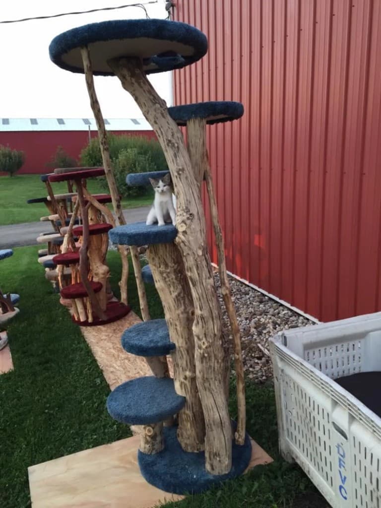 Blue carpeted cat tree with kitten