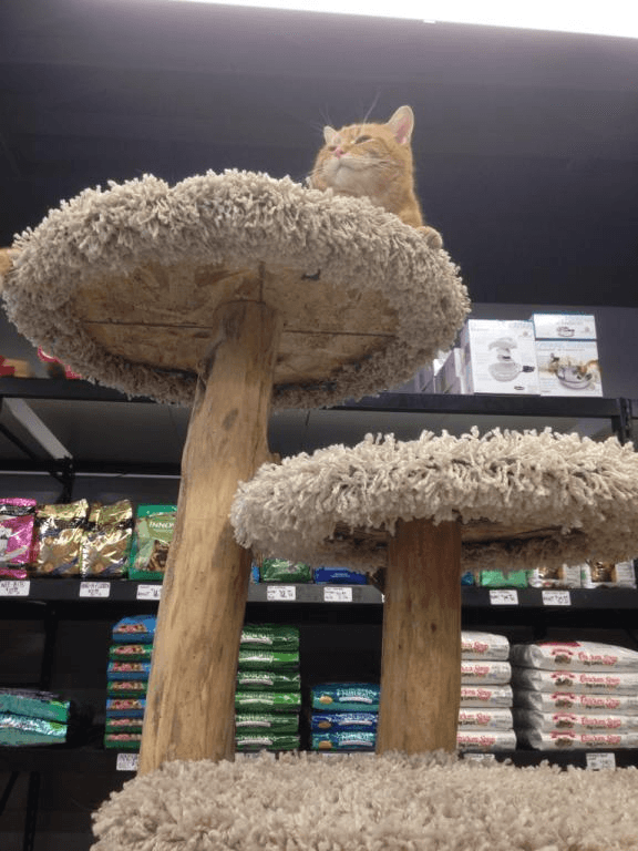 Beige carpeted natural wood cat tree