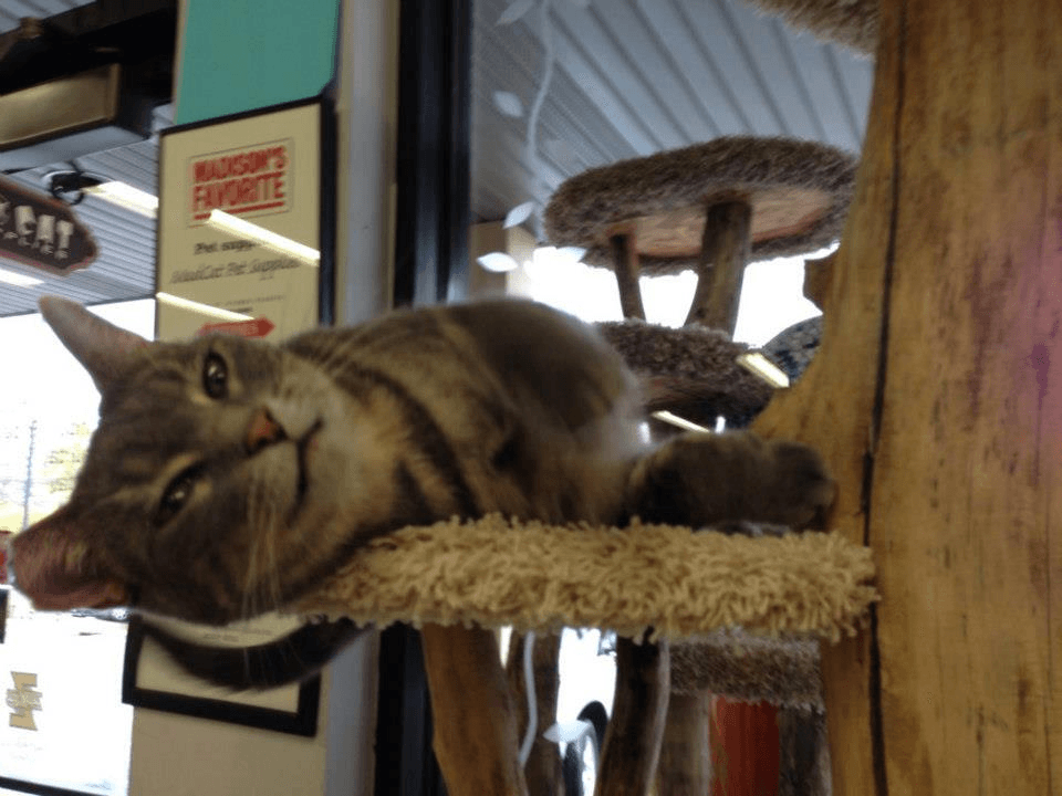 Blue-grey carpeted natural wood cat tree