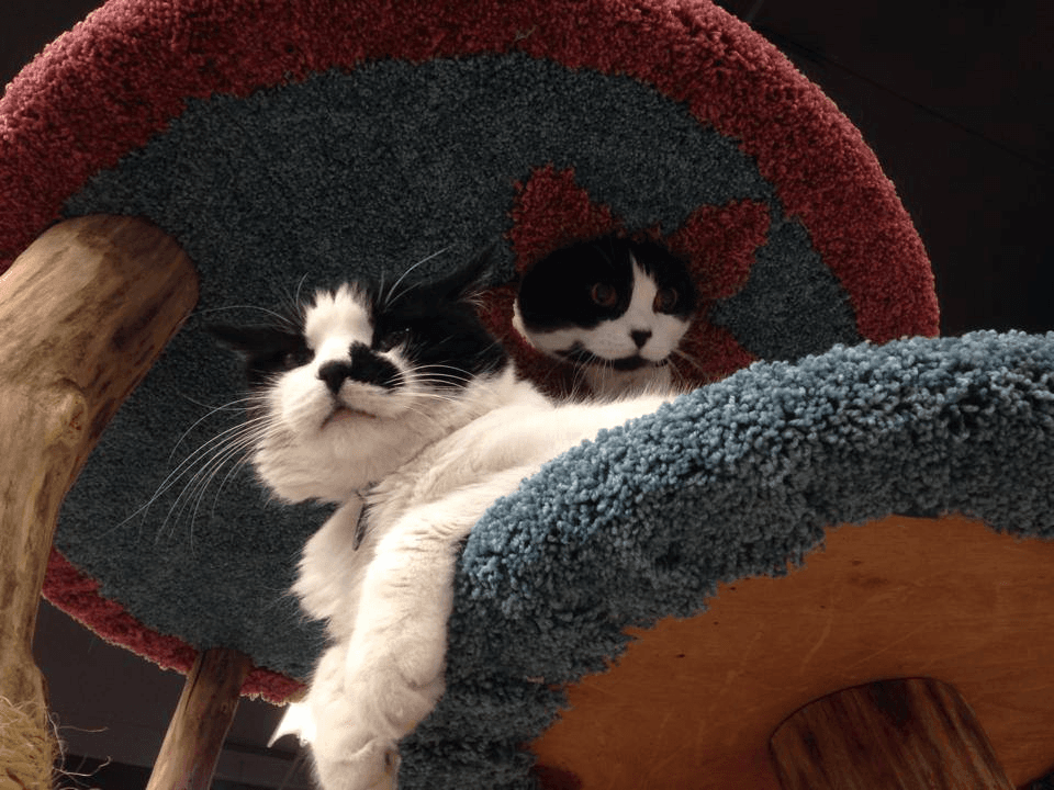 Bold red-carpeted custom cat tree